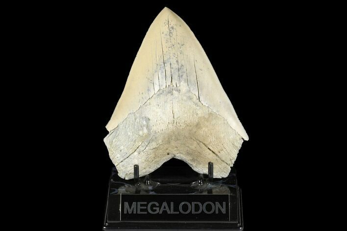 Serrated, Fossil Megalodon Tooth - Aurora, North Carolina #176569